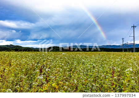 A large rainbow arches over a field of buckwheat in full bloom: A scene from Kitagata, Awara City, Fukui Prefecture. 137997034