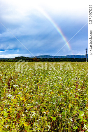 A large rainbow arches over a field of buckwheat in full bloom: A scene from Kitagata, Awara City, Fukui Prefecture. 137997035