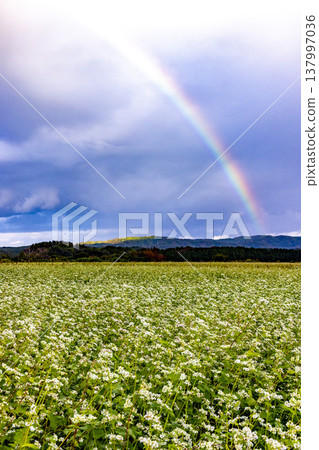 A large rainbow arches over a field of buckwheat in full bloom: A scene from Kitagata, Awara City, Fukui Prefecture. 137997036