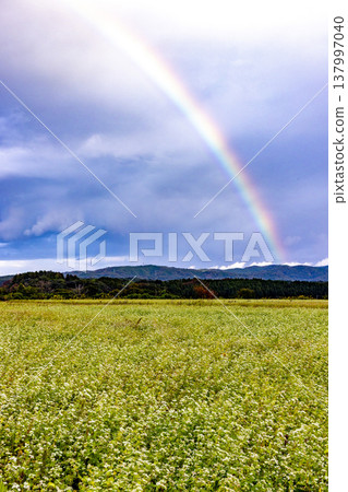 A large rainbow arches over a field of buckwheat in full bloom: A scene from Kitagata, Awara City, Fukui Prefecture. 137997040