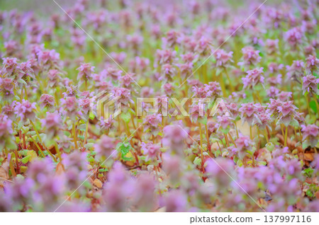 A carpet of Lamium amplexicaule heralds the arrival of spring. A carpet of Lamium amplexicaule heralds the arrival of spring. 137997116