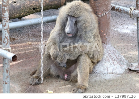 Baboons snuggling together Baboons snuggling together 137997126