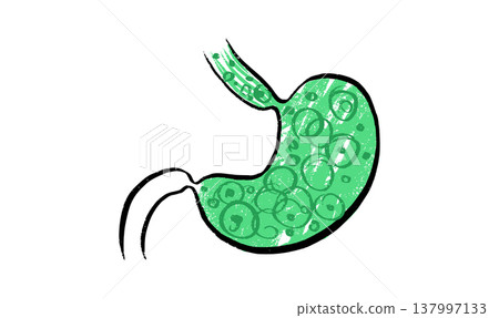 Stomach anatomy sketch 137997133