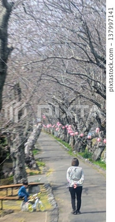 沿著櫻花盛開的街道漫步,人們等待著櫻花綻放。 沿著櫻花盛開的街道漫步,人們等待著櫻花綻放。 137997141