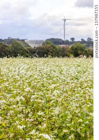 A landscape in Kitagata, Awara City, featuring buckwheat fields, wind turbines for wind power generation, and a giant antenna for a radio telescope. A landscape in Kitagata, Awara City, featuring buckwheat fields, wind turbines for wind power generation, and a giant antenna for a radio telescope. 137997155
