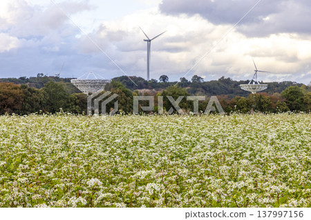 北形縣蘆原市的風景，有蕎麥田、風力發電的風力渦輪機和電波望遠鏡的巨型天線。 137997156