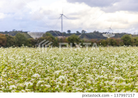 A landscape in Kitagata, Awara City, featuring buckwheat fields, wind turbines for wind power generation, and a giant antenna for a radio telescope. A landscape in Kitagata, Awara City, featuring buckwheat fields, wind turbines for wind power generation, and a giant antenna for a radio telescope. 137997157