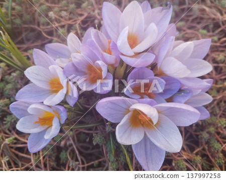 Spring Crocus Flowers Blooming in Meadow Spring Crocus Flowers Blooming in Meadow 137997258