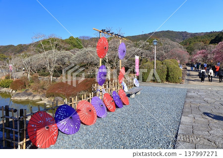 【愛媛郡】晴空下的南樂園梅花祭 【愛媛郡】晴空下的南樂園梅花祭 137997271