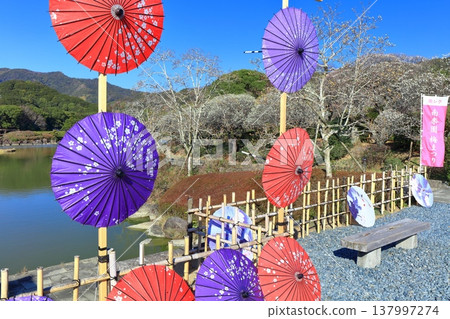 【愛媛郡】晴空下的南樂園梅花祭 【愛媛郡】晴空下的南樂園梅花祭 137997274