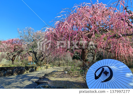 [Ehime Prefecture] Nanrakuen Plum Blossom Festival under clear skies 137997277