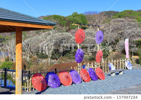 [Ehime Prefecture] Nanrakuen Plum Blossom Festival under clear skies 137997284