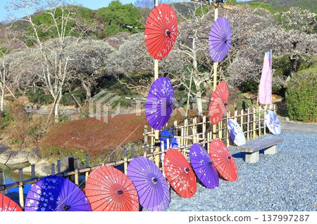 【愛媛郡】晴空下的南樂園梅花祭 137997287