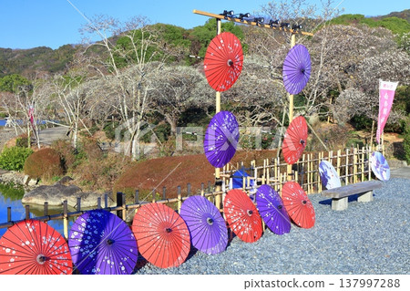 [Ehime Prefecture] Nanrakuen Plum Blossom Festival under clear skies 137997288