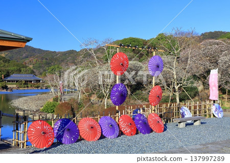 [Ehime Prefecture] Nanrakuen Plum Blossom Festival under clear skies 137997289