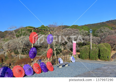 【愛媛郡】晴空下的南樂園梅花祭 【愛媛郡】晴空下的南樂園梅花祭 137997290