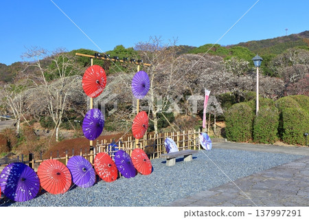 【愛媛郡】晴空下的南樂園梅花祭 【愛媛郡】晴空下的南樂園梅花祭 137997291