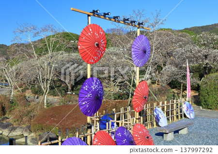 [Ehime Prefecture] Nanrakuen Plum Blossom Festival under clear skies 137997292