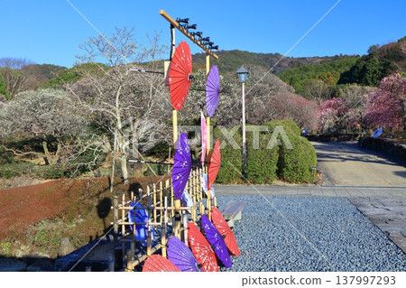 【愛媛郡】晴空下的南樂園梅花祭 【愛媛郡】晴空下的南樂園梅花祭 137997293