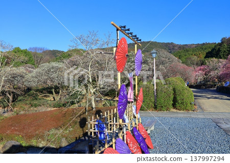 【愛媛郡】晴空下的南樂園梅花祭 137997294