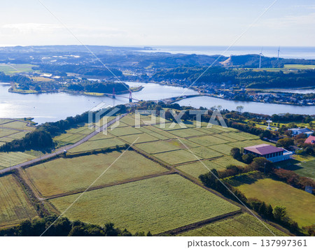 A stunning drone aerial view of Kitagata Lake in Awara City, Fukui Prefecture, showcasing a buckwheat field in full bloom, the Iris Bridge, and wind turbines lining the landscape. 137997361