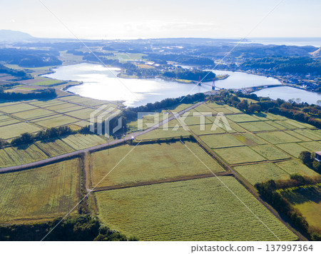 A stunning drone aerial view of Kitagata Lake in Awara City, Fukui Prefecture, showcasing a buckwheat field in full bloom, the Iris Bridge, and wind turbines lining the landscape. 137997364