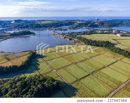 A stunning drone aerial view of Kitagata Lake in Awara City, Fukui Prefecture, showcasing a buckwheat field in full bloom, the Iris Bridge, and wind turbines lining the landscape. 137997368
