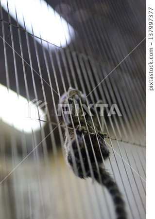 A monkey in a cage 137997377