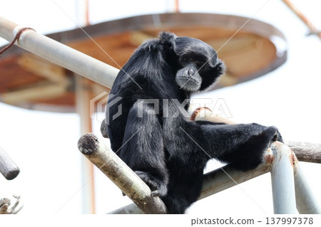 Gibbon staring Gibbon staring 137997378
