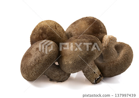 白背蘑菇 137997439
