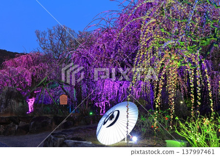 【愛媛郡】南樂園的梅花燈光走廊 【愛媛郡】南樂園的梅花燈光走廊 137997461