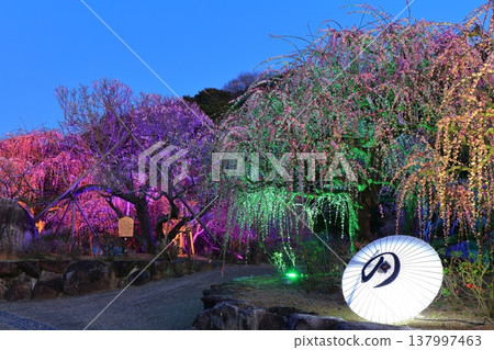 【愛媛郡】南樂園的梅花燈光走廊 【愛媛郡】南樂園的梅花燈光走廊 137997463