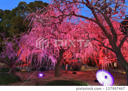 【愛媛郡】南樂園的梅花燈光走廊 【愛媛郡】南樂園的梅花燈光走廊 137997467