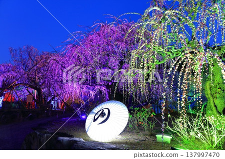[Ehime Prefecture] The Plum Blossom Corridor of Illumination at Nanrakuen Garden 137997470