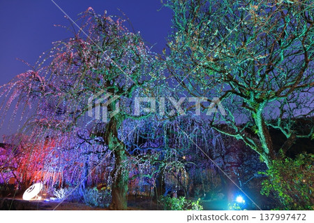 【愛媛郡】南樂園的梅花燈光走廊 【愛媛郡】南樂園的梅花燈光走廊 137997472