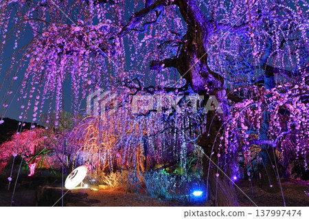 【愛媛郡】南樂園的梅花燈光走廊 【愛媛郡】南樂園的梅花燈光走廊 137997474