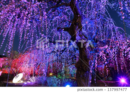 【愛媛郡】南樂園的梅花燈光走廊 【愛媛郡】南樂園的梅花燈光走廊 137997477