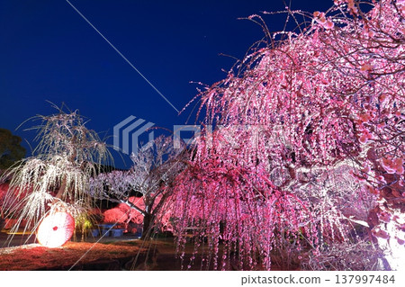 【愛媛郡】南樂園的梅花燈光走廊 【愛媛郡】南樂園的梅花燈光走廊 137997484