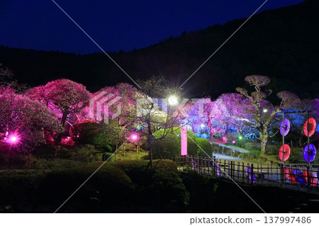 【愛媛郡】南樂園的梅花燈光走廊 【愛媛郡】南樂園的梅花燈光走廊 137997486