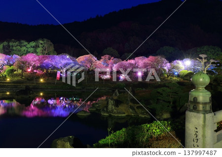 【愛媛郡】南樂園的梅花燈光走廊 【愛媛郡】南樂園的梅花燈光走廊 137997487