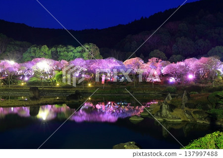 【愛媛郡】南樂園的梅花燈光走廊 【愛媛郡】南樂園的梅花燈光走廊 137997488