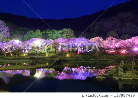 【愛媛郡】南樂園的梅花燈光走廊 【愛媛郡】南樂園的梅花燈光走廊 137997489