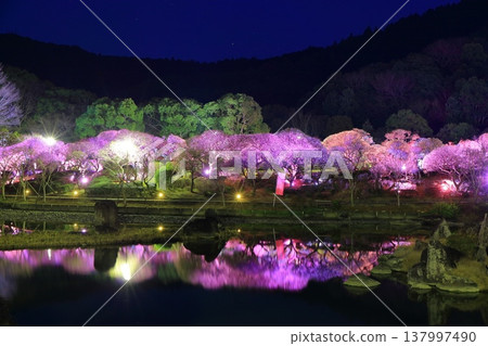 【愛媛郡】南樂園的梅花燈光走廊 【愛媛郡】南樂園的梅花燈光走廊 137997490