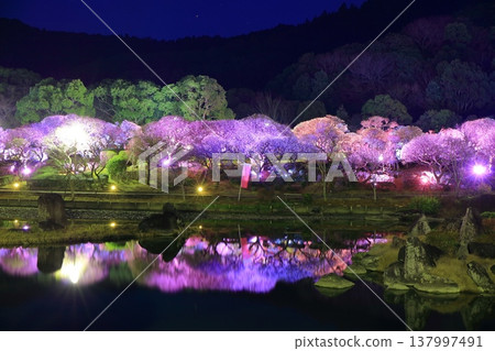 【愛媛郡】南樂園的梅花燈光走廊 【愛媛郡】南樂園的梅花燈光走廊 137997491