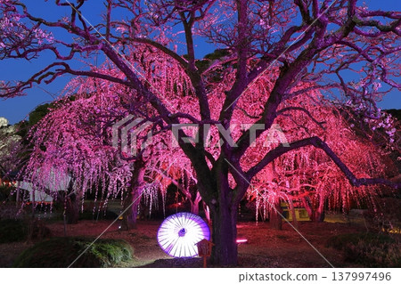 【愛媛郡】南樂園的梅花燈光走廊 137997496