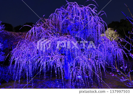 【愛媛郡】南樂園的梅花燈光走廊 【愛媛郡】南樂園的梅花燈光走廊 137997503