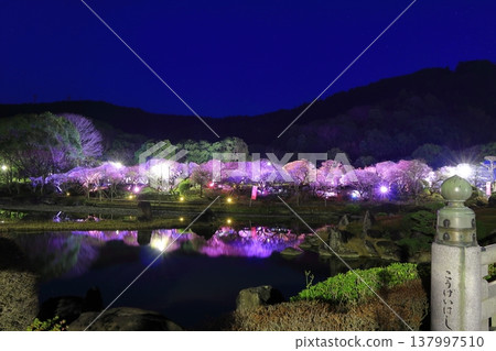 【愛媛郡】南樂園的梅花燈光走廊 【愛媛郡】南樂園的梅花燈光走廊 137997510