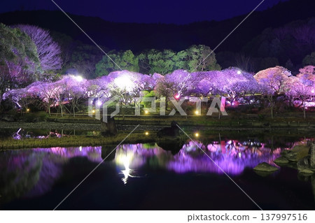 【愛媛郡】南樂園的梅花燈光走廊 【愛媛郡】南樂園的梅花燈光走廊 137997516