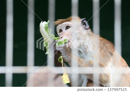 猴子吃的食物 137997525