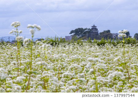 Buckwheat flowers and a historic castle: Maruoka Castle Keep (Kasumiga Castle), a nationally designated Important Cultural Property. Buckwheat flowers and a historic castle: Maruoka Castle Keep (Kasumiga Castle), a nationally designated Important Cultural Property. 137997544